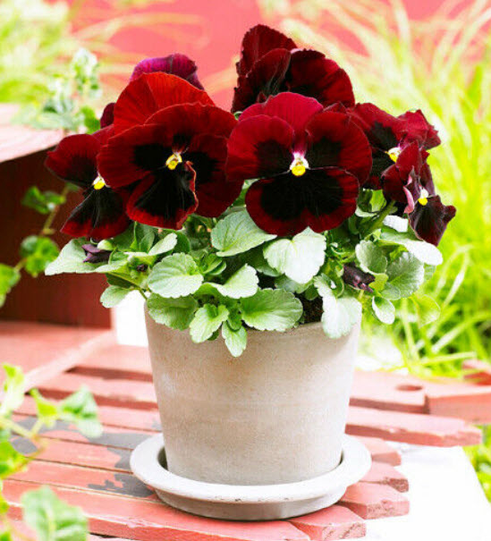 แพนซี เรดสป็อท (Pansy Red Spot) / 50 เม็ด (A088)