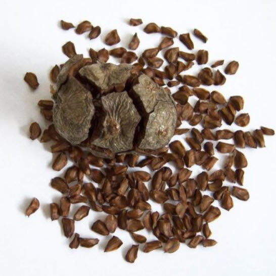 สนเมดิเตอเรเนียน ไซเปรส หรือสนดินสอ / 50 เม็ด (Portugal)