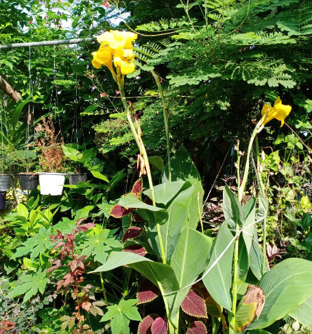 พุทธรักษา สีเหลือง ลายในดอกสีส้ม สวยมาก / 10 เม็ด (P2S)