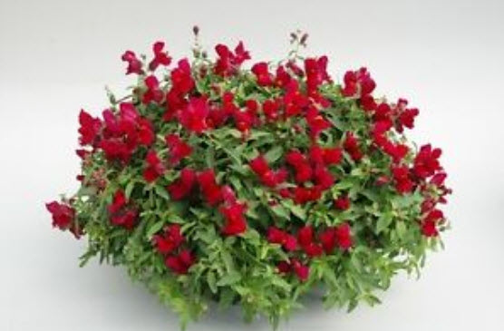 ดอกลิ้นมังกร (Snapdragon) ต้นเตี้ย คละ / 8,000 เม็ด (UK)*