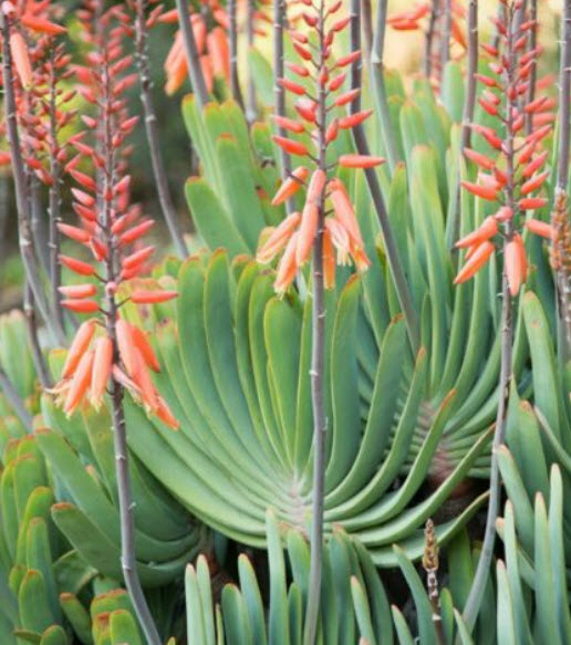 ว่านหางจระเข้ Fan Aloe / 5 เม็ด (Portugal)