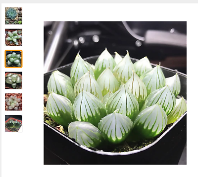 ฮาโวเทีย (Haworthia cooperi) คละ / 50 เม็ด