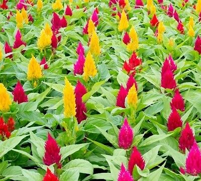 สร้อยไก่ (Plumed Cockscomb) คละ / 900 เม็ด (UK)