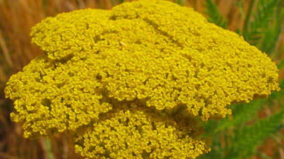 ยาร์โรว์ Cloth of Gold / 3,100 เม็ด (UK)*