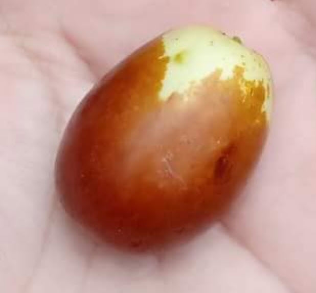 ต้น พุทราจีน สายพันธุ์ลูกรี ต้นเสียบยอด สูง 70-90 ซ.ม. ต้นไม้นำเข้าจากจีน