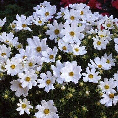 ดาวกระจาย เพียวริตี้ (Cosmos - Purity) / 50 เม็ด (UK)