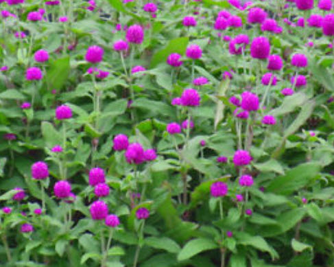 บานไม่รู้โรย (Globe Amaranth) / 50 เม็ด (นอก)