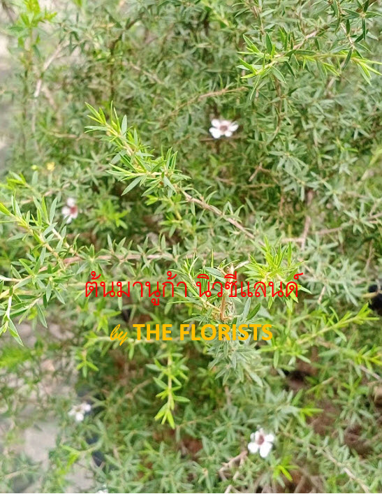 ต้นมานูก้า นิวซีแลนด์ ดอกสีขาว (Manuka) กระถาง 10 นิ้ว สูง 50-70 ซ.ม. / ต้น