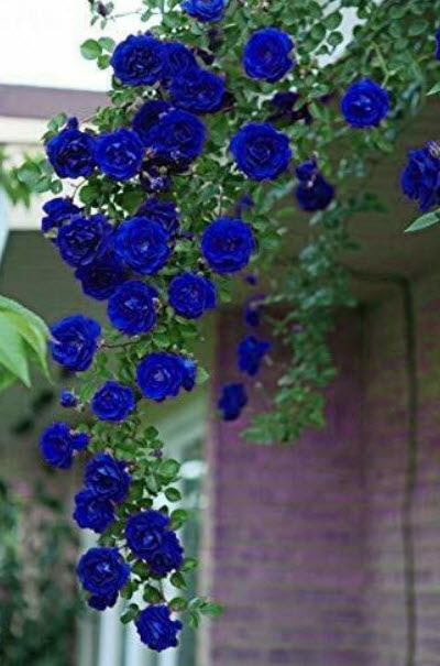 กุหลาบเลื้อยสีน้ำเงิน / 5 เม็ด (UK)