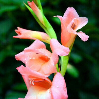 แกลดิโอลัส (Gladiolus) คละ / 100 เม็ด