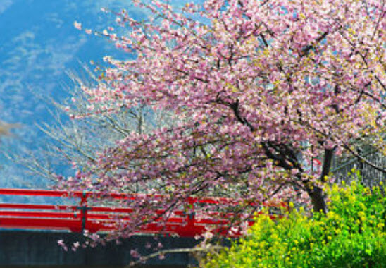 ซากุระ (Sakura / Cherry blossom) ชมพู / 10 เม็ด (S027)