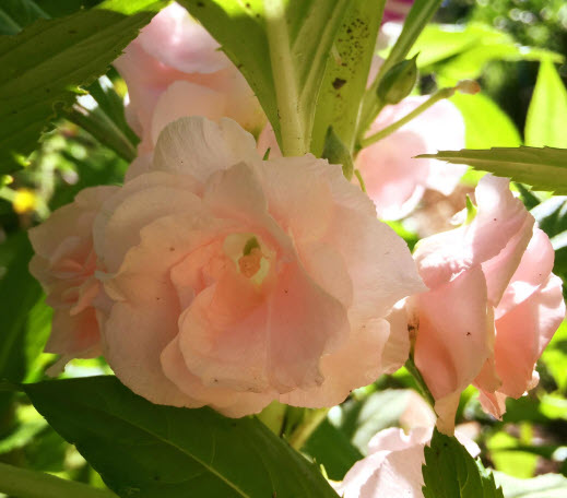 เทียนกุหลาบ เทียนซ้อน เทียนฝรั่ง ดอกซ้อน คละ / 40 เม็ด