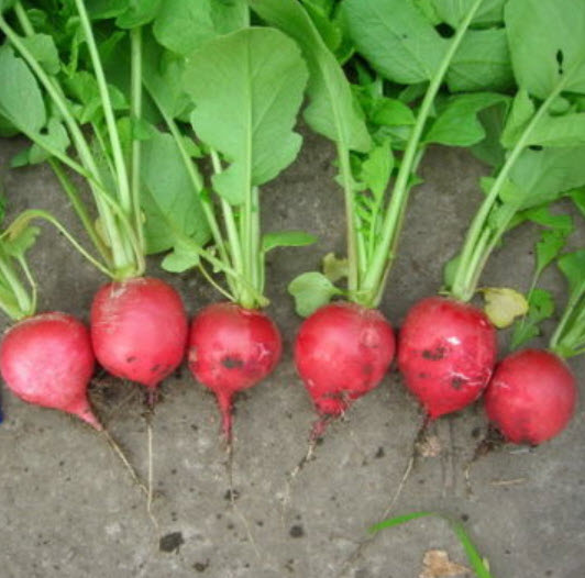 หัวไชเท้าแดง หัวใหญ่ / 500 เม็ด (Serbia)