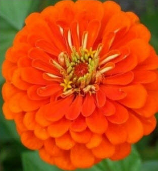บานชื่น (Zinnia Elegant) คละสี / ชุดใหญ่ 8 สี(ซอง) (Ukraine)