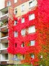 เวอร์จิเนีย ครีพเปอร์ (Virginia Creeper) / 25 เม็ด (UK)