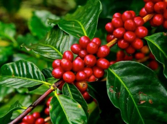 กาแฟอาราบิก้า (Arabica coffee) / 10 เม็ด (UK)*