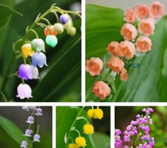 กล้วยไม้ระฆัง (Bell Orchid) คละ / 100 เม็ด (China)