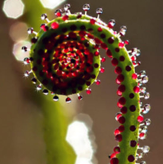 สนน้ำค้างโปรตุเกส (Drosophyllum) / 35 เม็ด