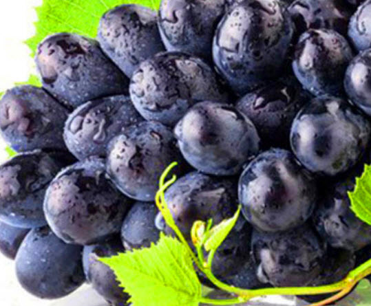 องุ่นดำเคียวโฮ (Black Kyoho Grape) ไร้เมล็ด / 50 เม็ด