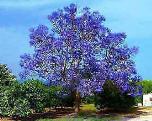 ศรีตรัง (Jacaranda mimosifolia) สีม่วง / 5 เม็ด (Brazil)