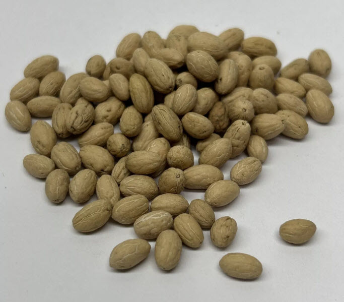 มะกอกโอลีฟ บอนไซ (Olive Oil Bonsai / Olea europaea) / 5 เม็ด (Spain)*