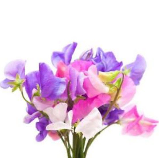 สวีทพี แมมมอธ (Sweet Pea Mammoth) คละ / 100 เม็ด