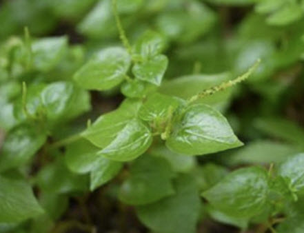 ผักสลัดใบสดกระสัง / แพ็ค