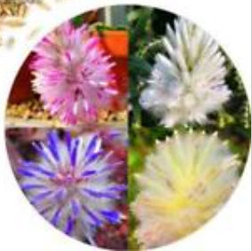 หญ้าหางหมาจิ้งจอก คละสี (mix) / 100 เม็ด (China)