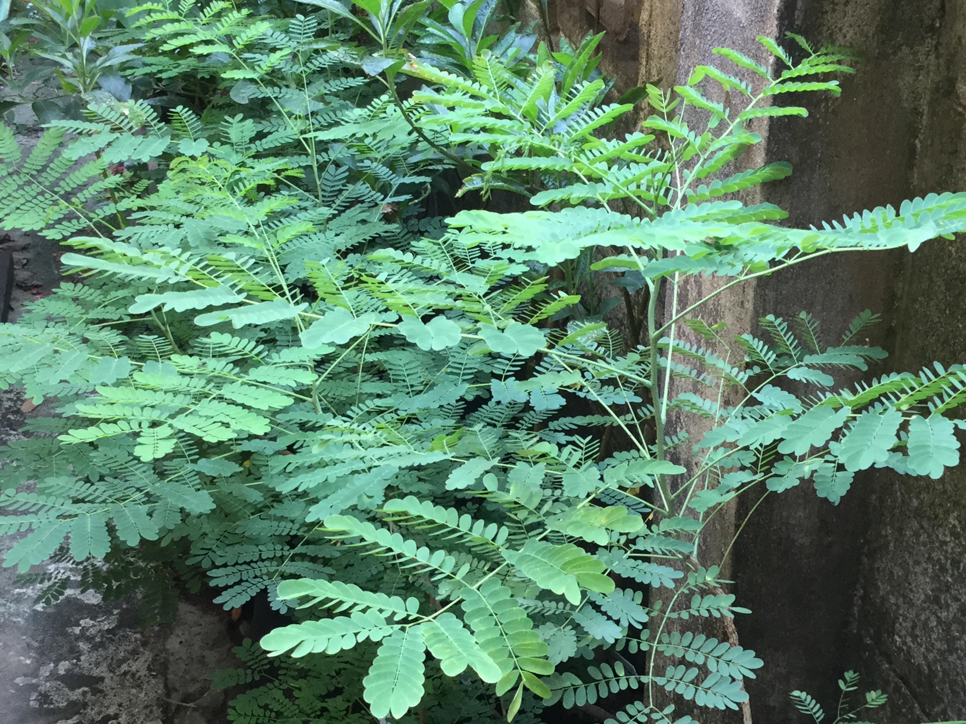 ต้นหางนกยูงไทย สีเหลือง สูง 65-80 ซ.ม. กระถาง 10 นิ้ว / ต้น