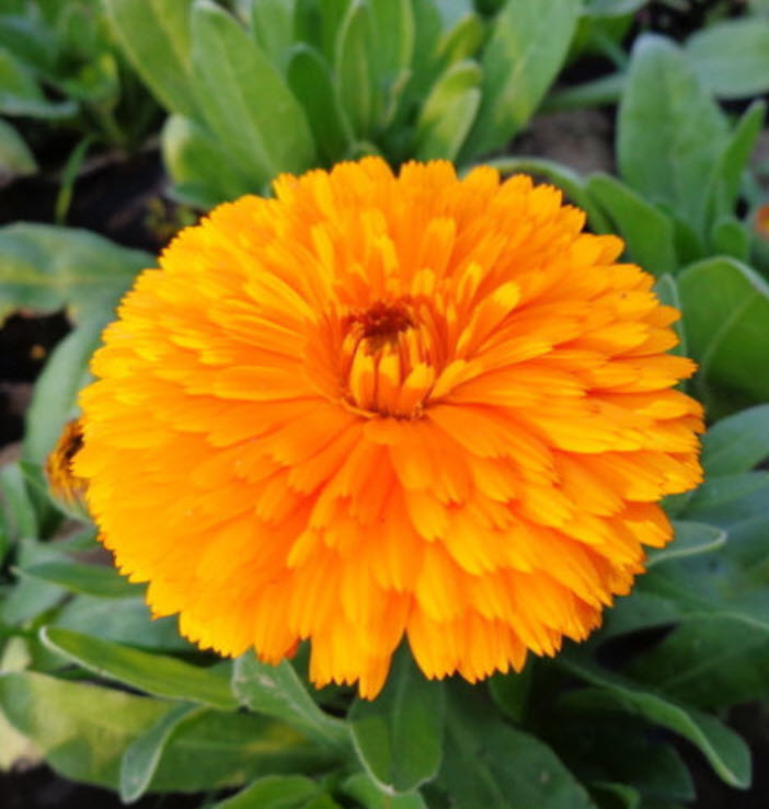 ดาวเรืองหม้อ สีส้ม / ซอง 30 เม็ด (A198)