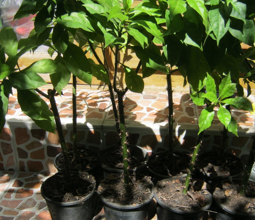 ต้นกุหลาบพุกาม กระถาง 8 นิ้ว สูง 55-70 ซ.ม.