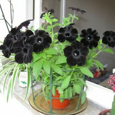 พิทูเนียดำ (Black Petunia) / 50 เม็ด