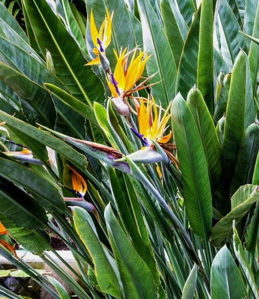 เบิร์ด ปักษาสวรรค์ เบิร์ดออฟพาราไดซ์ Bird of Paradise / 5 เม็ด (UK)