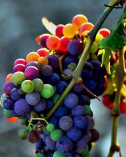 องุ่นลูกกลม (Grape) คละ / 50 เม็ด