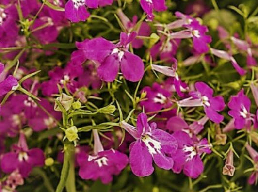 โลบีเลียเลื้อย - คาร์มาย (Lobelia - Carmine) สีแดง / 3,200 เม็ด (Poland)