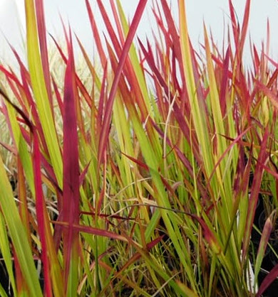 หญ้าแดงญี่ปุ่น หญ้าคาแดง (Imperata Cylindrica) / 100 เม็ด (Portugal) *
