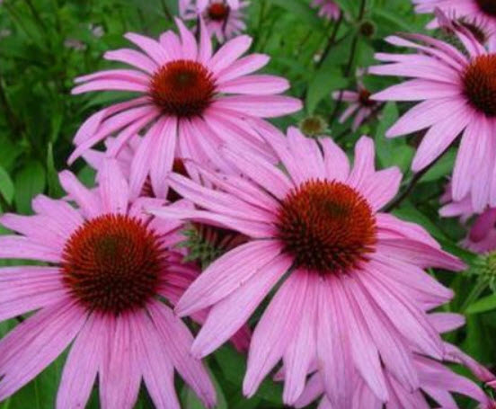 เอ็กไคนาเซีย (echinacea purpurea) / 200 เม็ด (USA)