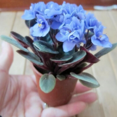 มินิ แอฟริกัน ไวโอเล็ต (Mini African Violet) สีฟ้า / 50 เม็ด