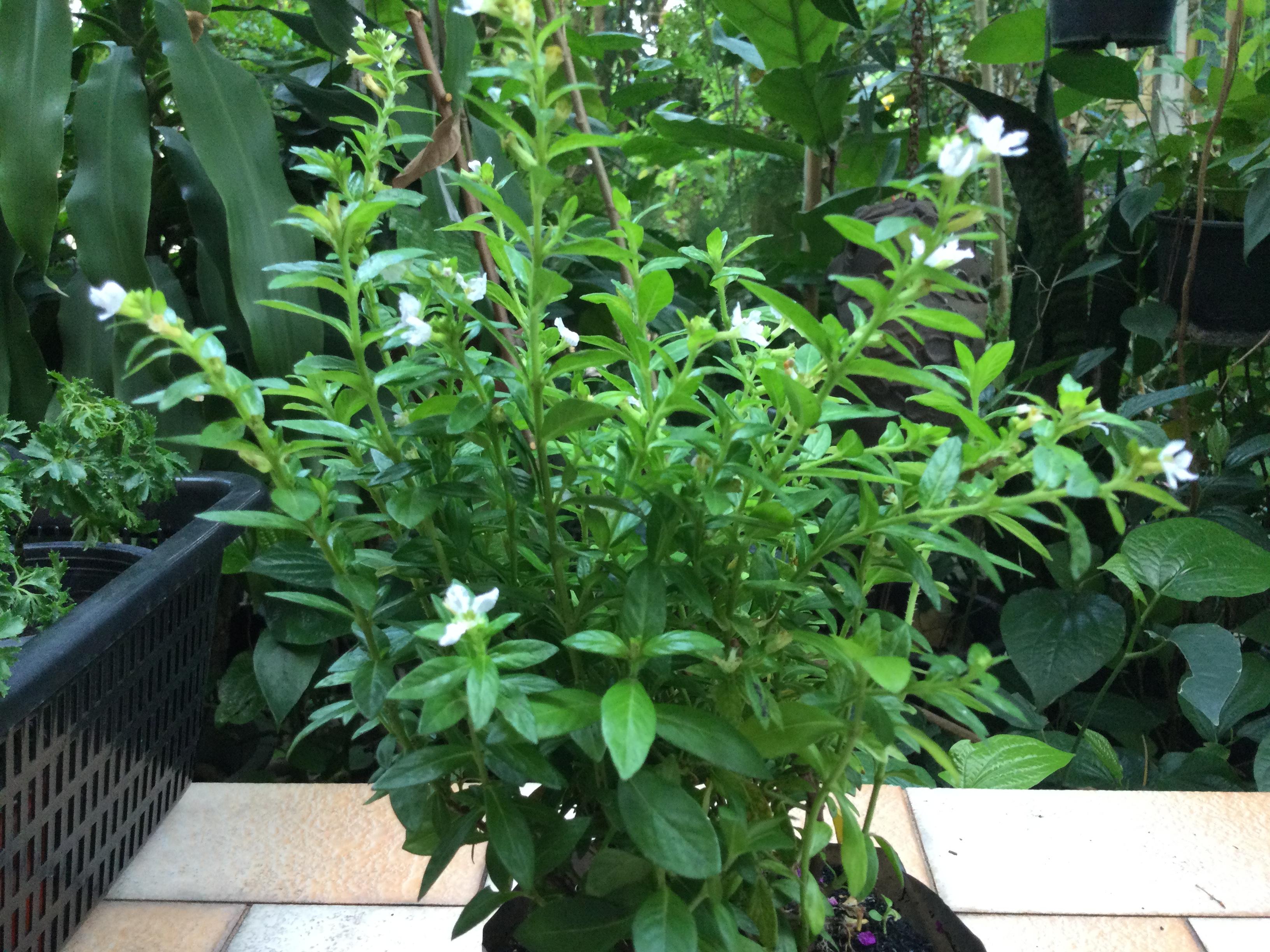 ต้นหลิวขาว สูง 20-30 ซ.ม. / ต้น