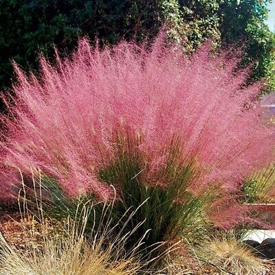 หญ้ามูลี่ชมพู (Pink Muhly grass) / 500 เม็ด (France)*