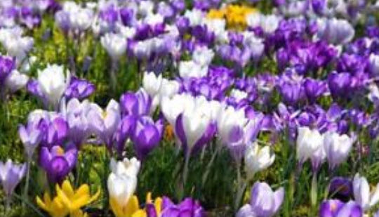 ไอริส (Iris) คละ / 100 เม็ด