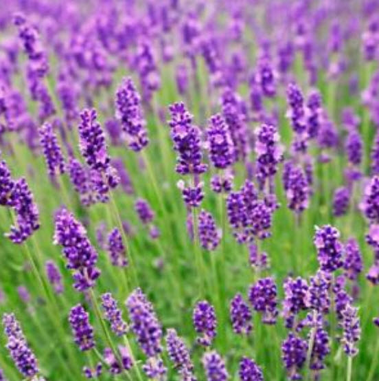 ลาเวนเดอร์ไล่ยุง (Mosquito Repellant Lavender) / 100 เม็ด