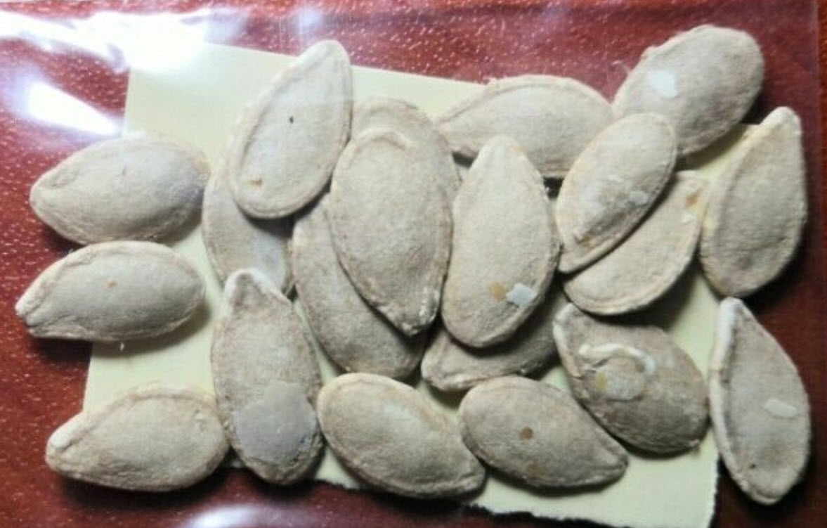 ฟักบัทเตอร์นัท (Butternut pumpkin) / 10 เม็ด (Australia)