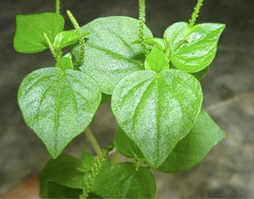 ผักสลัดใบสดกระสัง / แพ็ค