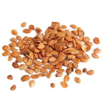 สายน้ำผึ้งญี่ปุ่น (Japanese Honeysuckle) / 20 เม็ด (นอก)