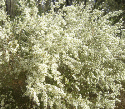 Tantoon Tea Tree / 1,000 เม็ด (Australia)