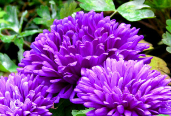 แอสเตอร์จีน - มิลาดี้ ไลแลค (China Aster - Milady Lilac) / 400 เม็ด (UK)