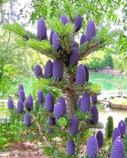 สนเกาหลี (Abies Koreana) สีม่วง / 20 เม็ด (UK)
