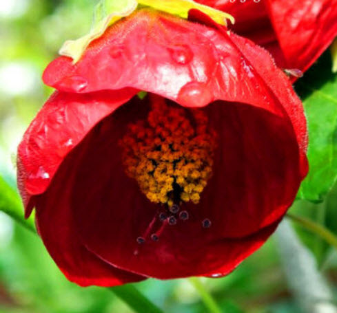 ชบาโคม (Flowering Maple / Abutilon Hybridum) คละ / 60 เม็ด (UK)*