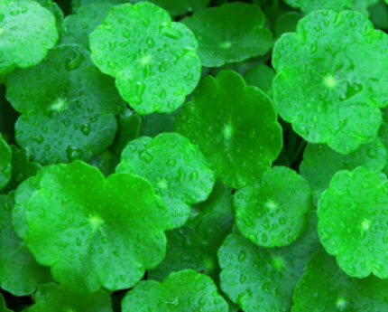 บัวบก (Centella) / 25 เม็ด (France)